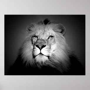 Black & White Lion Poster Print