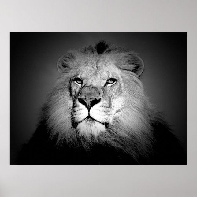 Black & White Lion Poster Print (Front)