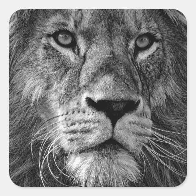 Black & White Lion Square Sticker (Front)
