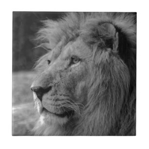 Black & White Lion - Wild Animal Photography Art Tile