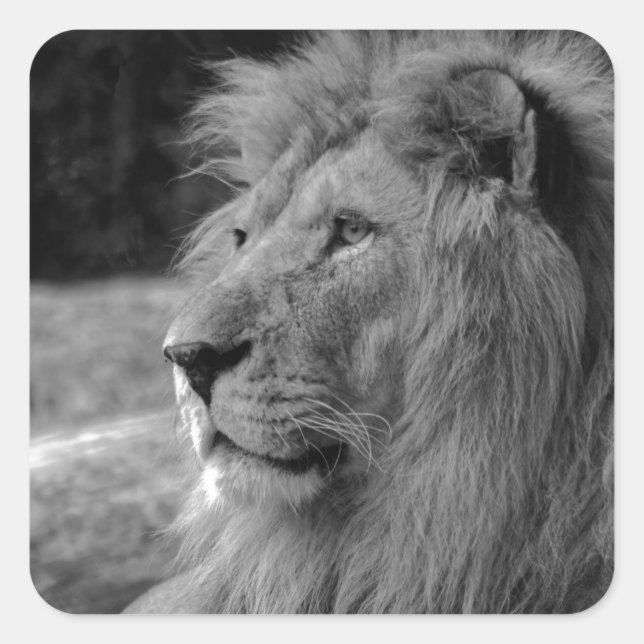 Black & White Lion - Wild Animal Square Sticker (Front)