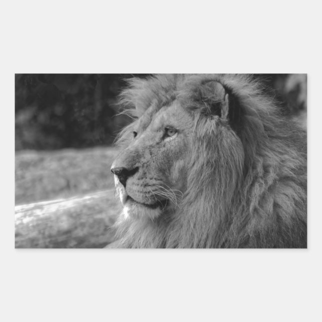 Black & White Lion - Wild Animal Sticker (Front)