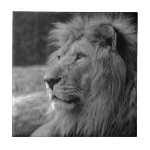 Black & White Lion - Wild Animal Tile