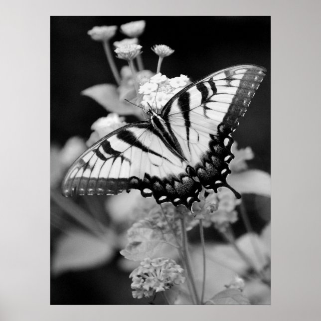 Black & White Monarch Butterfly Print (Front)