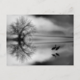 Black & White Morning Post Card