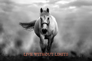 black_white_motivational_horse_live_with