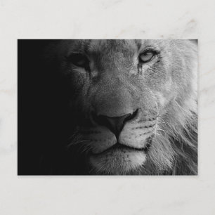Black White Motivational Leadership Lion Portrait Postcard