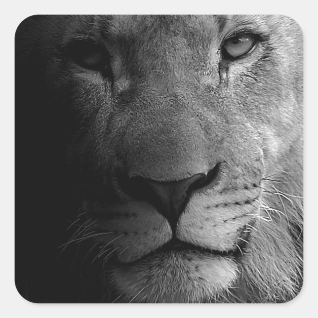 Black White Motivational Leadership Lion Portrait Square Sticker (Front)