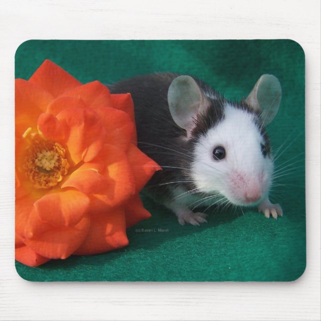 Black White Mouse and Orange tea rose Pad (Front)