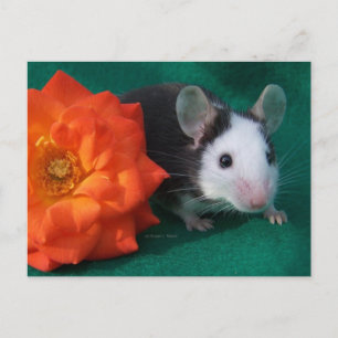 Black White Mouse and Orange tea rose Postcard