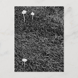 Black & White Mushrooms in Grass Photo Postcard