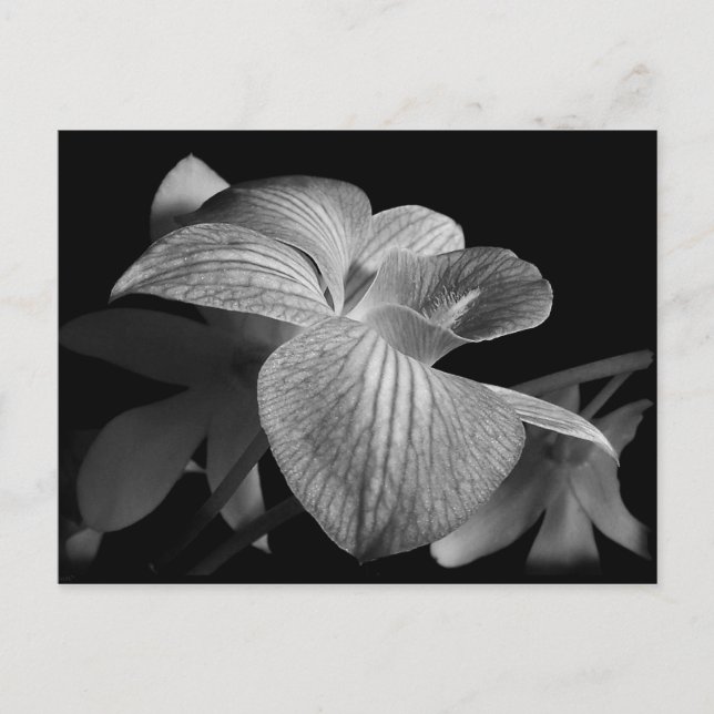 Black & White Orchid Postcard (Front)