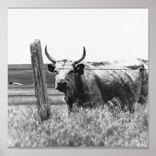 Black & White Photo Cow Poster (Front)