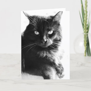 Black & White Photo Pretty Black Cat, blank notes