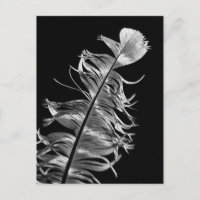 Black & White Photographic Feather Art