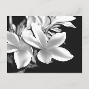 Black & White Plumeria Postcard