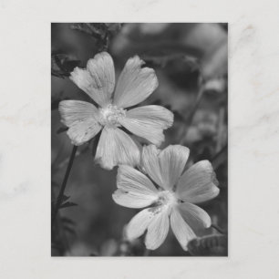 Black & White Postcard