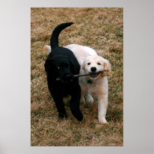 Black & white puppies canvas print