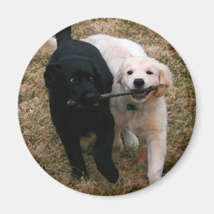 Black & white puppies magnet