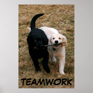 Black & white puppies poster
