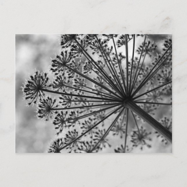 Black & White Queen Anne's Lace Postcard (Front)