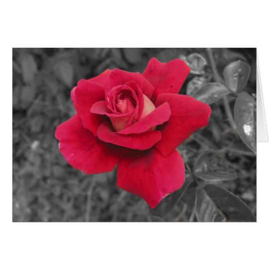 Black White Red Rose Cards