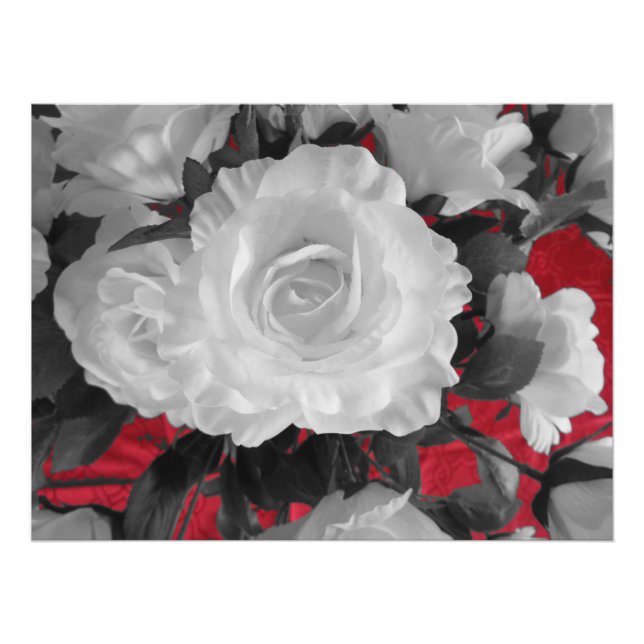 black white red roses classic photo print (Front)