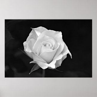 Black & White Rose poster