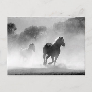 Black White Running Horses Freedom Postcard
