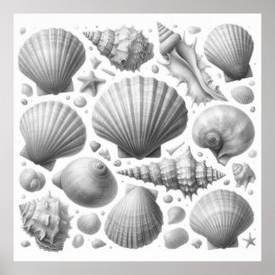 Black White Sea Shells Beautiful decoration Nice