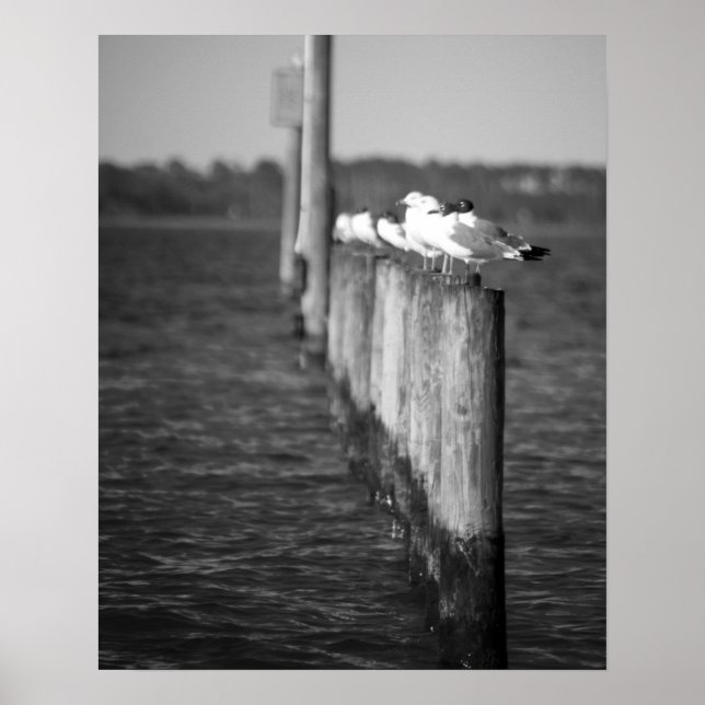 Black & White Seagulls on Posts 16x20  Poster (Front)