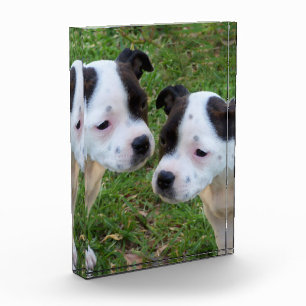 Black White Staffordshire Bull Terrier Puppies, Photo Block