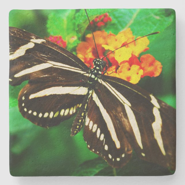 Black white stripes zebra butterfly photography stone coaster (Front)