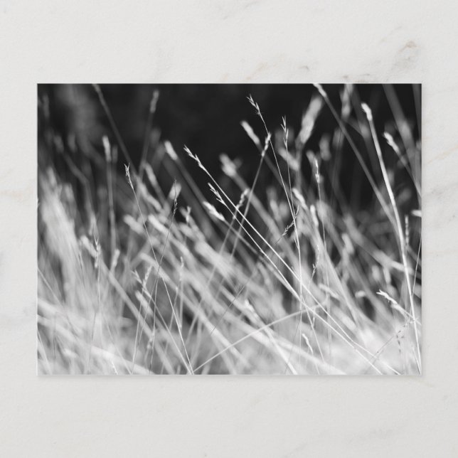 Black & White Tall Grass Postcard (Front)