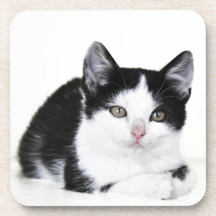 Black White Thoughtful Kitten Coasters