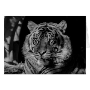 Black & White Tiger