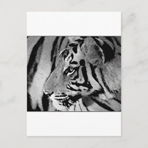 Black & White Tiger Postcard