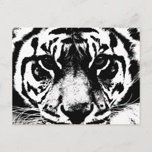 Black & White Tiger Postcard