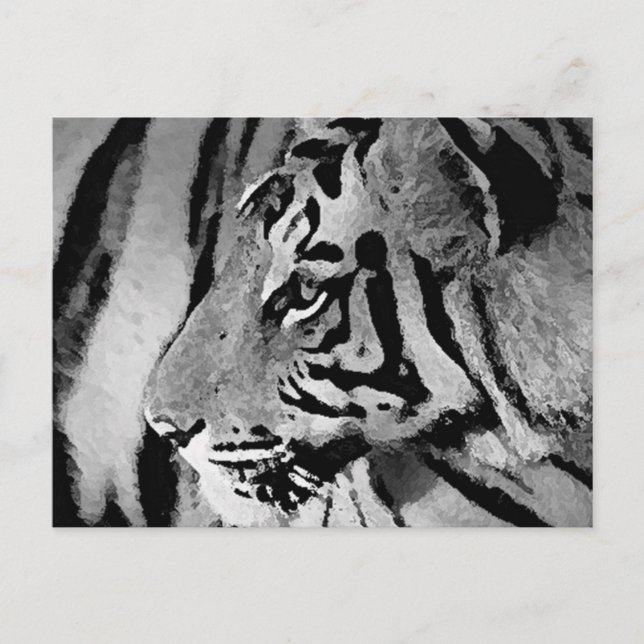 Black & White Tiger Postcard (Front)