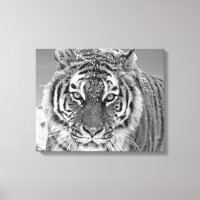 Black White Tiger Winter Photo Snow Mountain