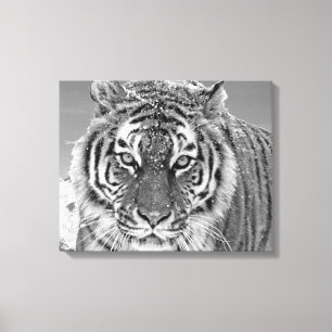Black White Tiger Winter Photo Snow Mountain Canvas Print