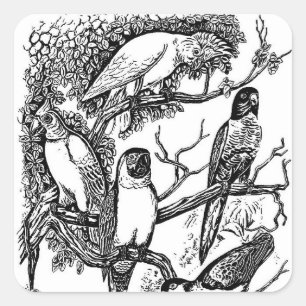 Black white tropical birds vintage sticker