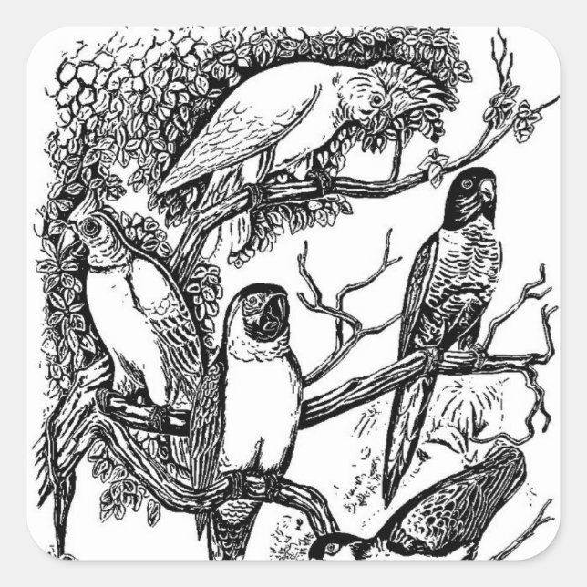 Black white tropical birds vintage sticker (Front)