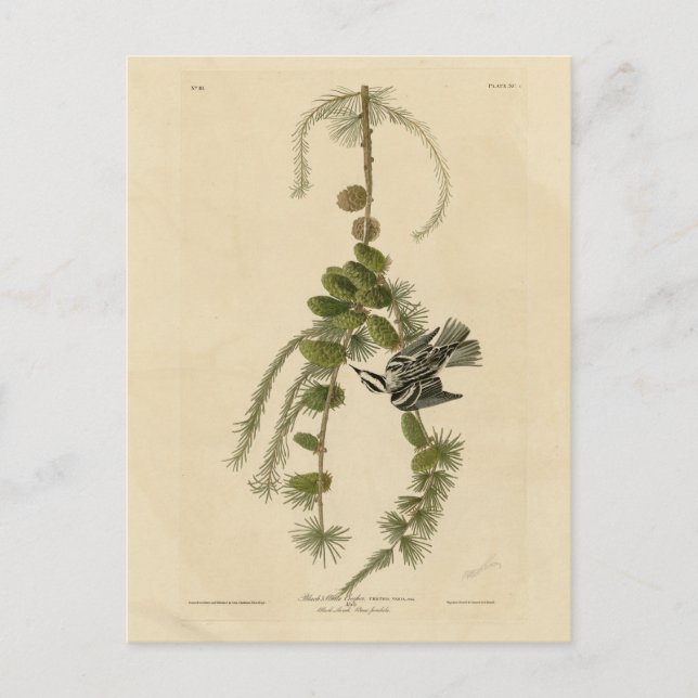 Black & White Warbler - Audubon's Birds of America Postcard (Front)