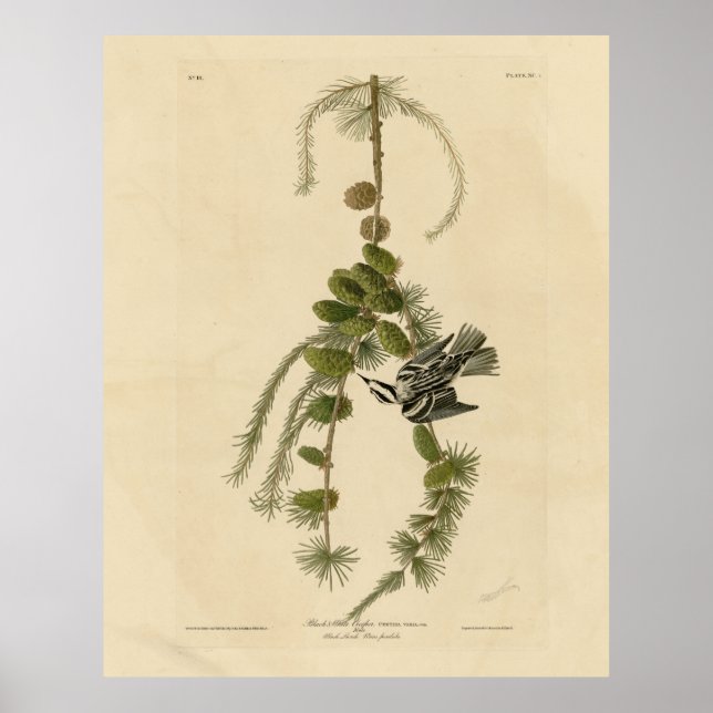 Black & White Warbler - Audubon's Birds of America Poster (Front)