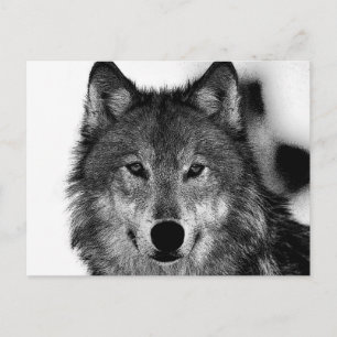 Black & White Wolf Artwork Postcard