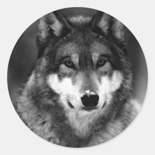 Black & White Wolf Classic Round Sticker