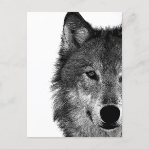 Black & White Wolf Eye Artwork Holiday Postcard
