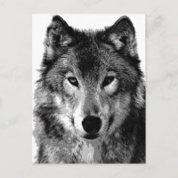 Black & White Wolf Portrait