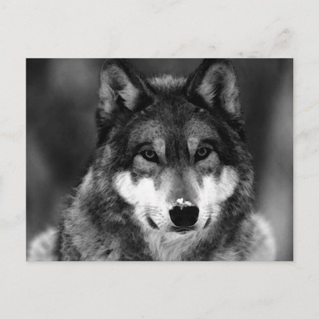 Black & White Wolf Postcard (Front)